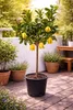 Buddhas Hand Zitrone 130–170 cm Citrus Pflanze exotisch, Produktbild-Vorschau 1