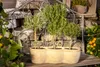 Three potted herbs, likely lavender and rosemary, are arranged in a decorative planter on a shelf. The background features a stone wall and a wrought iron decorative element, suggesting an outdoor garden setting. Produktbild-Vorschau