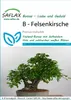Artikelbild 1 von 'Felsenkirsche' aus der Kategorie Bonsaisamen Náhled obrázku produktu