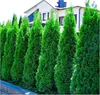 Stauden Gänge 10 x Thuja occidentalis 'Smaragd' - Produktbild-Vorschau 1