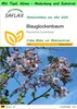 SAFLAX Garden to go - Blauglockenbaum - Paulownia tomentosa Produktbild-Vorschau 1