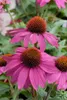 Echinacea purpurea 'PowWow Wild Berry', Purpursonnenhut, Produktbild-Vorschau 1