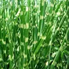 Chinaschilf - 2 Stk - Miscanthus 'Zebrinus' - Höhe 20-30cm Produktbild-Vorschau 5