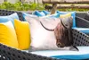 MuchoWow® Outdoor Kissen - Schottisches Hochlandrind - Tier Produktbild-Vorschau 4