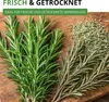 Rosmarin Mehrjährig Samen - Rosmarinus officinalis - Produktbild-Vorschau 6