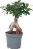 Bonsai - Ficus microcarpa - Wysokość 30-40cm - ⌀12cm Podgląd zdjęcia produktu 1