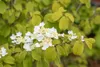 Viburnum plicatum 'Watanabe', Japanischer Schneeball, weiß, Produktbild-Vorschau 10