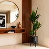 BoutiQ vert - Plante d'intérieur - Yucca elephantipes - Voir les images du produit 4