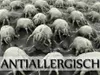 A close-up, microscopic view of dust mites on a surface, with overlaid text. Produktbild-Vorschau