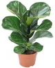 Geigenfeige - pflegeleichte Zimmerpflanze, Ficus Lyrata Produktbild-Vorschau 3