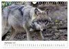 Unsere Wölfe - Ein Wildtier kehrt zurück (Wandkalender 2027 Produktbild-Vorschau 11
