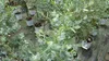 Eucalyptus Gunni Stamm Eukalyptusbaum, 70 - 90 cm, Pflanze Produktbild-Vorschau 3