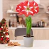 Amaryllis Zwiebel Striped Passion - 1 Blumenzwiebel in Produktbild-Vorschau 1