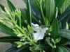 Oleander 80 - 90 cm Busch Nerium Rosenlorbeer Premium rot, Produktbild-Vorschau 2