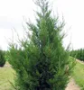 Leyland-Zypresse ´2001´ 70-80 cm, Cont. 2,5 l Produktbild-Vorschau 7
