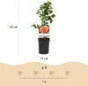 Róza pnaca Rosa Orange Climber, pomaranczowe kwiaty, 2 Podgląd zdjęcia produktu 4