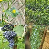 Trellis síť šplhací pomůcka zahradní rajčata okurky 2 x 2,5 Náhled obrázku produktu 4