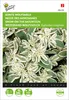 Artikelbild 2 von 'Weissrand-Wolfsmilch' aus der Kategorie Blumensamen Produktbild-Vorschau