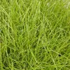 6 x Bärenfell-Schwingel - Festuca gautieri  | Topf 9cm x Produktbild-Vorschau 2