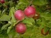 Apfelbaum `Rote Sternrenette´ - sehr alte Sorte - im Produktbild-Vorschau 1