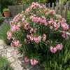 1x Nerium oleander licht roze P26 H80 Produktbild-Vorschau 1
