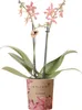 Orchidea Phalaenopsis Spider Orange Ø9cm - Pianta da Anteprima dell’immagine prodotto 1