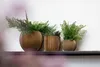 Three potted plants with green foliage sit on a dark shelf against a white wall. Produktbild-Vorschau