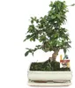 Bonsai Fukientee - Carmona microphylla - circa 10 anni Anteprima dell’immagine prodotto 1