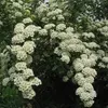 2 x  Heckenspiere/ Prachtspiere - Spiraea vanhouttei  | Produktbild-Vorschau 1