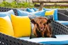 MuchoWow® Outdoor Kissen - Kühe - Schottische Produktbild-Vorschau 4