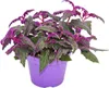 Gynura Purple Passion - Samtblatt - Samtnessel - Produktbild-Vorschau 1