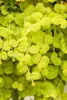 Lysimachia nummularia 'Goldilocks', Pfennigkraut, goldgelb, Produktbild-Vorschau 1