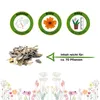 Zinnien Dahlienblütige Riesen, Mischung Samen - Zinnia Produktbild-Vorschau 2