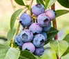 Dehner Heidelbeere, im 4er Set Blaubeer-Liebe, 1x Brigitta Produktbild-Vorschau 9