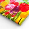 Bild auf Leinwand - Leinwandbild - Tulpe Blume Garten Produktbild-Vorschau 5