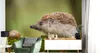 Muralo XXL Selbstklebende FOTOTAPETE Igel NATUR Moss 3D Produktbild-Vorschau 4