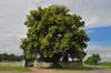 A large, mature tree stands in front of a stone wall and gate, with a road curving away to the right. Produktbild-Vorschau