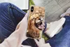 MuchoWow® Handyhülle Schutzhülle Hülle für iPhone Xs Gepard Produktbild-Vorschau 3