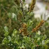 2 x Salice delle sabbie - Salix repens nitida | 30-40 cm in Anteprima dell’immagine prodotto 2