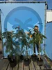 Sunny Tree - Seidenbaum - Albizia Julibrissin 'Ombrella' - Produktbild-Vorschau 1