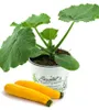 Enseleits 2er Set Zucchini Pflanze gelb (Cucurbita pepo), Produktbild-Vorschau 2