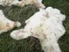 Vera pelliccia di agnello ecologico fiammato fino a 140 cm Anteprima dell’immagine prodotto 5