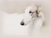 Calvendo Ein Motiv aus dem Kalender Windhunde 2017 1000 Produktbild-Vorschau 2