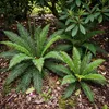 Stauden Gänge 1 x Blechnum spicant im 1 Liter Topf - Produktbild-Vorschau 1