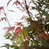 Close-up of Japanese Maple leaves with varying shades of red and green. Podgląd zdjęcia produktu