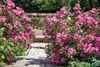 Rosa 'Mozart', Strauchrose, rosa, 5-7,5 Liter Container Produktbild-Vorschau 3