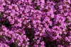 Stauden Gänge 3 x Thymus praecox 'Red Carpet‘ - Roter Produktbild-Vorschau 2
