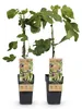 Ficus carica "Little Miss Figgy" - Figue à fruits rouges - Voir les images du produit 3