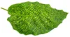 Schattenpflanze mit ungewöhnlichem Blattmuster – Calathea Produktbild-Vorschau 2