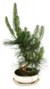 Bonsaj - Pinus thunbergii - japonská borovice černá - stáří Náhled obrázku produktu 2